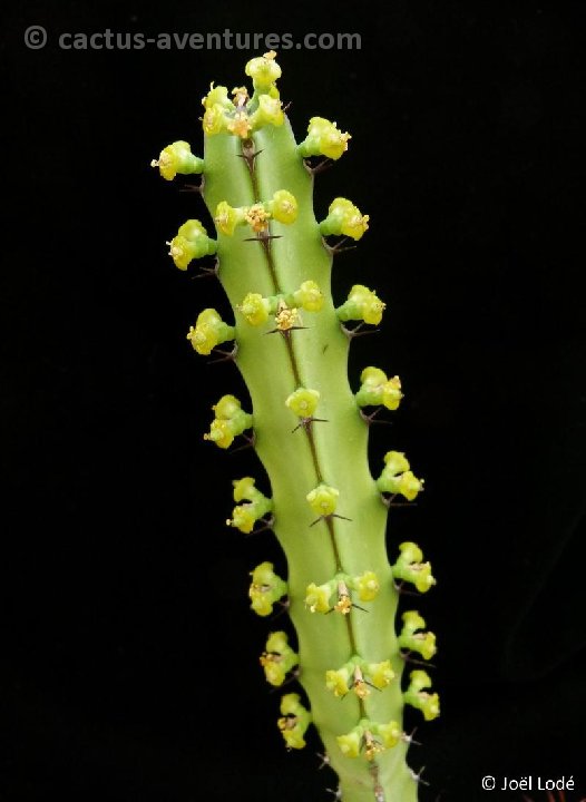 Euphorbia heterospina ssp baringoensis P1000617